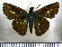  (Onophas columbaria flossites - JFDA4378)  @11 [ ] by-nc-sa (2025) Jean F. Le Crom Jean F. Le Crom