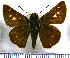  (Lindra neroides - JFDA4386)  @11 [ ] by-nc-sa (2025) Jean F. Le Crom Jean F. Le Crom