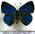  (Mithras orobia - JFDA4484)  @11 [ ] by-nc-sa (2025) Jean F. Le Crom Jean F. Le Crom