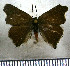  (Thaeides xavieri - JFDA4520)  @11 [ ] by-nc-sa (2025) Jean F. Le Crom Jean F. Le Crom