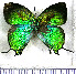  (Arcas delphia - JFDA4600)  @11 [ ] by-nc-sa (2025) Jean F. Le Crom Jean F. Le Crom