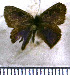  (Penaincisalia cyanomediana - JFDA4660)  @11 [ ] by-nc-sa (2025) Jean F. Le Crom Jean F. Le Crom