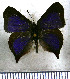  ( - JFDA4661)  @11 [ ] by-nc-sa (2025) Jean F. Le Crom Jean F. Le Crom
