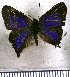  ( - JFDA4662)  @11 [ ] by-nc-sa (2025) Jean F. Le Crom Jean F. Le Crom
