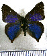  (Penaincisalia ismaeli - JFDA4671)  @11 [ ] by-nc-sa (2025) Jean F. Le Crom Jean F. Le Crom