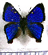  (Penaincisalia regala - JFDA4723)  @11 [ ] by-nc-sa (2025) Jean F. Le Crom Jean F. Le Crom