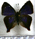  (Penaincisalia caeruleanota - JFDA4724)  @11 [ ] by-nc-sa (2025) Jean F. Le Crom Jean F. Le Crom