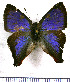  (Penaincisalia amazona - JFDA4725)  @11 [ ] by-nc-sa (2025) Jean F. Le Crom Jean F. Le Crom