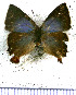  (Penaincisalia vittata - JFDA4729)  @11 [ ] by-nc-sa (2025) Jean F. Le Crom Jean F. Le Crom