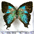  (Brevianta undulella - JFDA4735)  @11 [ ] by-nc-sa (2025) Jean F. Le Crom Jean F. Le Crom