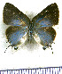  (Allosmaitia fidena - JFDA4886)  @11 [ ] by-nc-sa (2025) Jean F. Le Crom Jean F. Le Crom