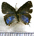  (Camissecla simasca - JFDA4937)  @11 [ ] by-nc-sa (2025) Jean F. Le Crom Jean F. Le Crom