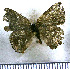  (Camissecla gedrosia - JFDA4942)  @11 [ ] by-nc-sa (2025) Jean F. Le Crom Jean F. Le Crom