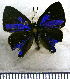  (Camissecla camissa - JFDA4947)  @11 [ ] by-nc-sa (2025) Jean F. Le Crom Jean F. Le Crom