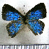  (Camissecla vespasianus - JFDA4956)  @11 [ ] by-nc-sa (2025) Jean F. Le Crom Jean F. Le Crom