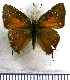  ( - JFDA4971)  @11 [ ] by-nc-sa (2025) Jean F. Le Crom Jean F. Le Crom