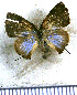  ( - JFDA5010)  @11 [ ] by-nc-sa (2025) Jean F. Le Crom Jean F. Le Crom