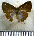  ( - JFDA5011)  @11 [ ] by-nc-sa (2025) Jean F. Le Crom Jean F. Le Crom