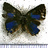  ( - JFDA5244)  @11 [ ] copyright (2025) Center For Collection-Based Research Center For Collection-Based Research