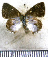  ( - JFDA5267)  @11 [ ] copyright (2025) Center For Collection-Based Research Center For Collection-Based Research
