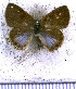  ( - JFDA5282)  @11 [ ] copyright (2025) Center For Collection-Based Research Center For Collection-Based Research