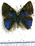  ( - JFDA5296)  @11 [ ] copyright (2025) Center For Collection-Based Research Center For Collection-Based Research