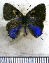  ( - JFDA5297)  @11 [ ] copyright (2025) Center For Collection-Based Research Center For Collection-Based Research
