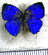  ( - JFDA5347)  @11 [ ] copyright (2025) Center For Collection-Based Research Center For Collection-Based Research