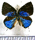  ( - JFDA5371)  @11 [ ] copyright (2025) Center For Collection-Based Research Center For Collection-Based Research