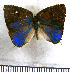  ( - JFDA5379)  @11 [ ] copyright (2025) Center For Collection-Based Research Center For Collection-Based Research