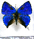  ( - JFDA5462)  @11 [ ] copyright (2025) Center For Collection-Based Research Center For Collection-Based Research