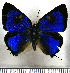  (Parrhasius orgia - JFDA5497)  @11 [ ] copyright (2025) Center For Collection-Based Research Center For Collection-Based Research