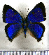  ( - JFDA5499)  @11 [ ] copyright (2025) Center For Collection-Based Research Center For Collection-Based Research