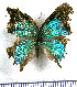  ( - JFDA5501)  @11 [ ] copyright (2025) Center For Collection-Based Research Center For Collection-Based Research