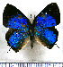  ( - JFDA5518)  @11 [ ] copyright (2025) Center For Collection-Based Research Center For Collection-Based Research