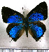  ( - JFDA5524)  @11 [ ] copyright (2025) Center For Collection-Based Research Center For Collection-Based Research