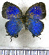  ( - JFDA5531)  @11 [ ] copyright (2025) Center For Collection-Based Research Center For Collection-Based Research