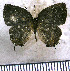 ( - JFDA5591)  @11 [ ] copyright (2025) Center For Collection-Based Research Center For Collection-Based Research