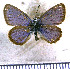  (Hemiargus hanno bogotana - JFDA5649)  @11 [ ] copyright (2025) Center For Collection-Based Research Center For Collection-Based Research