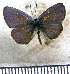  (Hemiargus astenida - JFDA5652)  @11 [ ] copyright (2025) Center For Collection-Based Research Center For Collection-Based Research