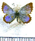  (Itylos koa - JFDA5683)  @11 [ ] copyright (2025) Center For Collection-Based Research Center For Collection-Based Research