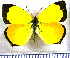  (Eurema fabiola - JFDA5720)  @11 [ ] copyright (2025) Center For Collection-Based Research Center For Collection-Based Research