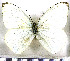  (Ganyra phaloe - JFDA5723)  @11 [ ] copyright (2025) Center For Collection-Based Research Center For Collection-Based Research
