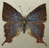  ( - RCB04533)  @11 [ ] by-nc-sa (2025) Robert C. Busby Robert C. Busby