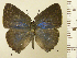  (Thepytus echelta - RCB08854)  @11 [ ] by-nc-sa (2025) Robert C. Busby Robert C. Busby