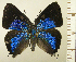  ( - RCB16330)  @11 [ ] by-nc-sa (2025) Robert C. Busby Robert C. Busby