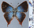  (Penaincisalia chachapoya - RCCFXPL6A09)  @11 [ ] by-nc-sa (2024) C. Faynel C. Faynel