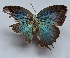  ( - RCWFD02)  @11 [ ] by-nc-sa (2024) C. Faynel C. Faynel