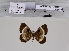  ( - BC-MNHN-LEP01968)  @11 [ ] cc-by (2022) Rodolphe Rougerie mnhn
