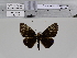  ( - BC-MNHN-LEP01990)  @11 [ ] cc-by (2022) Rodolphe Rougerie mnhn